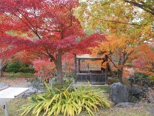 野草園の紅葉