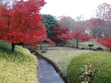 流れのある坂道の紅葉