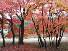 柿の木広場の紅葉