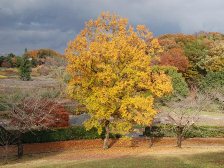 クヌギの紅葉