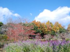 花の道