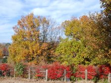 倉塚古墳の紅葉