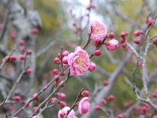 梅が開花しました