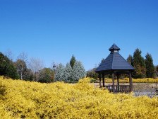 青空とフィリフェラオーレア