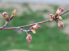 カワヅザクラの花芽