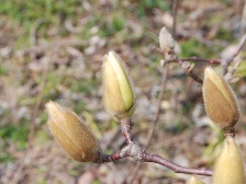 ハクモクレンの花芽