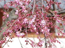 枝垂れ桜が咲き始めました