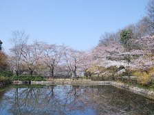 睡蓮の池の桜