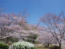 陽だまり広場の桜