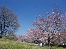 古墳の丘の桜