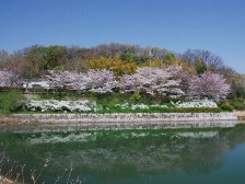 前池に映る桜