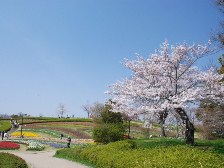 馬見花苑