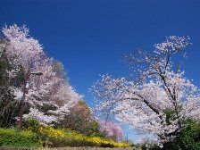 南エリアの桜