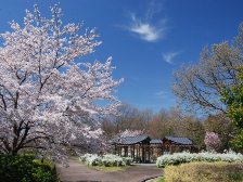 水鳥と花の広場