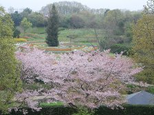 古墳の丘から花の道を望む