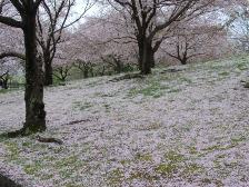 桜の絨毯