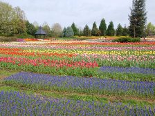 花の道のチューリップ