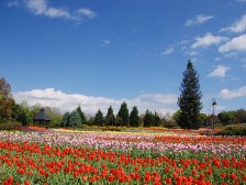 花の道のチューリップ