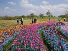 大型テント前のチューリップ