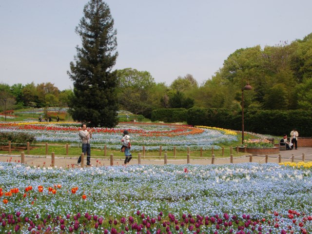 馬見チューリップフェア 奈良県公式ホームページ