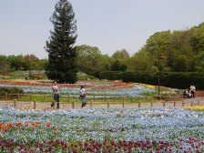 花の道のネモフィラとチューリップ