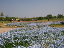 大型テント前のネモフィラのお花畑