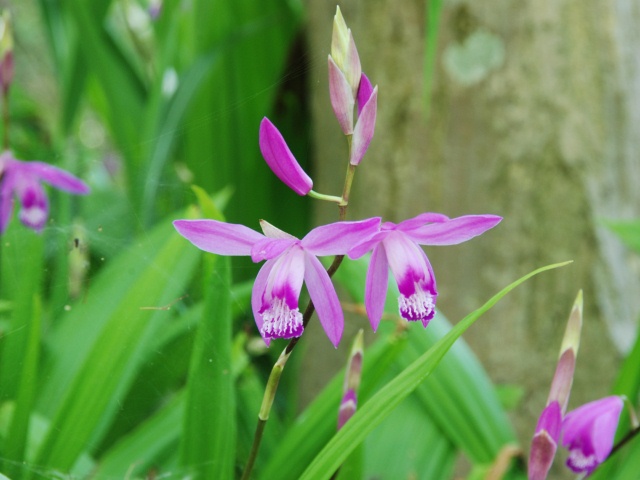 馬見花だより 4月 奈良県公式ホームページ