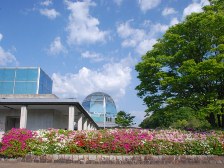 公園館前のヒラドツツジ