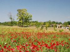 南エリアのお花畑