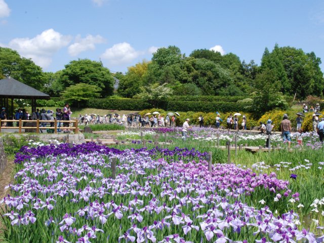 馬見花菖蒲