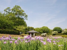 花菖蒲は、3分咲きです