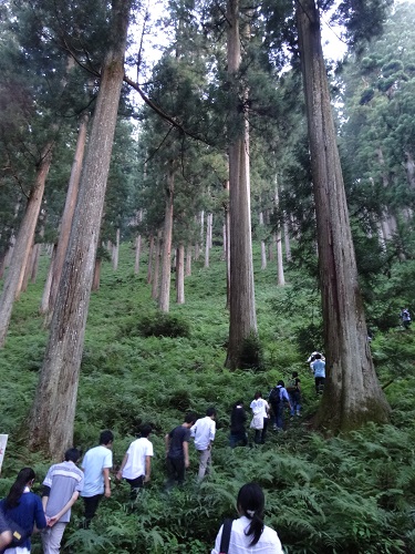 0809樹齢250年以上の山林