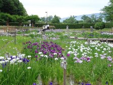 菖蒲園は見頃です。