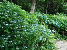 紫陽花もそろそろ見頃です。