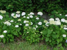 紫陽花「アナベル」