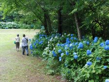 紫陽花は満開です