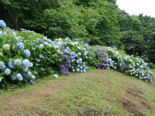 紫陽花が満開です