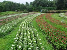 花の道のお花畑