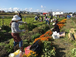 11月3日収穫状況