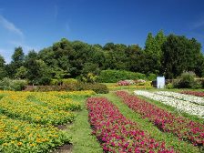 花の道のお花畑