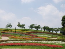 馬見花苑