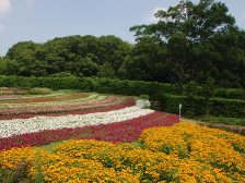 花の道