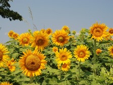 馬見花苑のヒマワリ