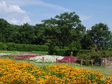 花の道のお花畑