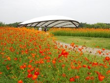 大型テント前のお花畑