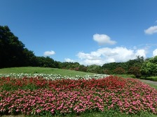 公園館前のお花畑