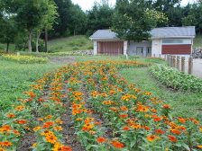 植え替えが進む花壇