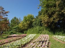 花の道の花壇