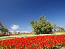 サルビアのお花畑