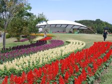 集いの丘のお花畑